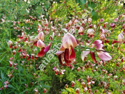 Cytisus x praecox 'Zeelandia'