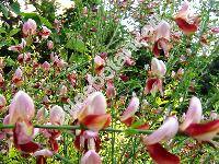 Cytisus x praecox 'Zeelandia'