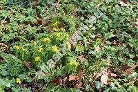 Anemone ranunculoides L. (Anemonoides ranunculoides (L.) Holub.,  Anemone lutea Lam.)