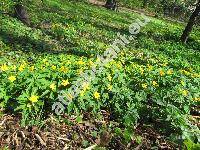 Anemone ranunculoides L. (Anemonoides ranunculoides (L.) Holub.,  Anemone lutea Lam.)