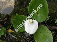 Calla palustris L.