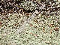 Raoulia hookeri Allan (Raoulia australis  auct., Gnaphalium)