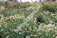 Argyranthemum frutescens (L.) Schultz-Bip. (Chrysanthemum frutescens L., Pyrethrum frutescens (L.) Gaertner, Matricaria frutescens (L.) Desr. in Lam.)