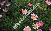 Argyranthemum 'Bright Carmine' (Argyranthemum vincentii Sant. et Feria, Chrysanthemum, Pyrethrum, Matricaria)