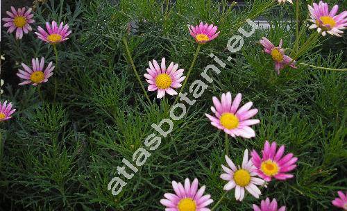 Argyranthemum 'Bright Carmine' (Argyranthemum vincentii Sant. et Feria, Chrysanthemum, Pyrethrum, Matricaria)