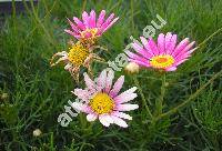 Argyranthemum 'Bright Carmine' (Argyranthemum vincentii Sant. et Feria, Chrysanthemum, Pyrethrum, Matricaria)