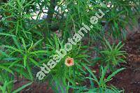 Thevetia peruviana 'Orange' (Thevetia peruviana (Pers.) Schum., Cascabela thevetia (L.) Lipp., Thevetia neriifolia)
