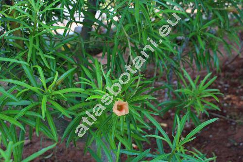 Thevetia peruviana 'Orange' (Thevetia peruviana (Pers.) Schum., Cascabela thevetia (L.) Lipp., Thevetia neriifolia)
