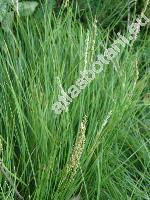 Sesleria autumnalis (Scop.) Schultz (Sesleria elongata Host)