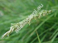 Sesleria autumnalis (Scop.) Schultz (Sesleria elongata Host)