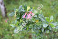 Cestrum elegans (Cestrum elegans (Brongn. ex Neum.) Schltdl., Habrothamnus elegans Scheidw., Habrothamnus purpureum (Lindl.) Standl.)