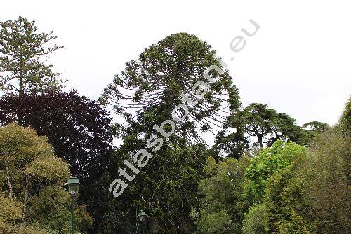 Araucaria bidwillii Hook. (Columbea bidwillii (Hook.) Carr., Marywildea bidwillii (Hook.) Bobr. et Mel.)