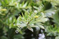 Araucaria bidwillii Hook. (Columbea bidwillii (Hook.) Carr., Marywildea bidwillii (Hook.) Bobr. et Mel.)