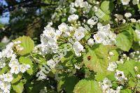 Crataegus pedicellata Sarg. (Crataegus ellwangeriana Sarg., Crataegus coccinea L.)