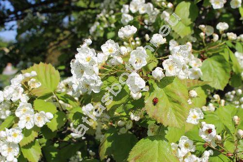 Crataegus pedicellata Sarg. (Crataegus ellwangeriana Sarg., Crataegus coccinea L.)