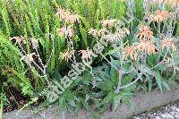 Aloe saponaria (Aloe saponaria (Ait.) Haw., Alo saponaria, Aloe maculata)