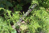 Pteridium aquilinum (L.) Kuhn (Pteris aquilina L., Eupteris aquilina (L.) Newm.)