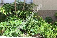 Pteridium aquilinum (L.) Kuhn (Pteris aquilina L., Eupteris aquilina (L.) Newm.)