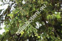 Tsuga canadensis (L.) Carr. (Pinus canadensis L., Abies canadensis (L.) Michx., Picea canadensis (L.) Link)