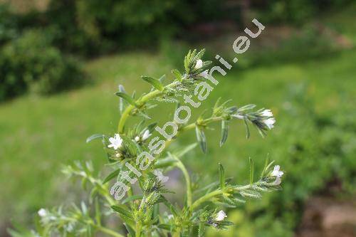 Lithospermum arvense L. (Aegonychon arvense (L.) Gray, Buglossoides arvensis (L.) Johns., Lithodora arvensis (L.) Greut., Glandora)