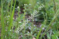 Lithospermum arvense L. (Aegonychon arvense (L.) Gray, Buglossoides arvensis (L.) Johns., Lithodora arvensis (L.) Greut., Glandora)