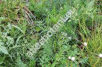 Lithospermum arvense L. (Aegonychon arvense (L.) Gray, Buglossoides arvensis (L.) Johns., Lithodora arvensis (L.) Greut., Glandora)