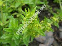 Cruciata laevipes Opiz (Galium cruciata (L.) Scop.)