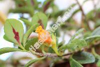 Nematanthus gregarius 'Golden West' (Nematanthus gregarius Denh., Hypocyrta)