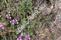 Thymus serpyllum L. (Thymus angustifolius Pers., Thymus apricus Opiz, Thymus glabrescens)