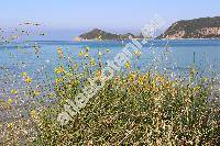 Spartium junceum L. (Spartianthus junceus, Cytisus junceus)