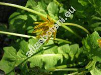 Aposeris foetida (L.) Less. (Hyoseris foetida L., Lapsana foetida (L.) Scop.)