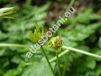 Aposeris foetida (L.) Less. (Hyoseris foetida L., Lapsana foetida (L.) Scop.)