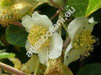 Actinidia chinensis Planch.