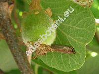 Actinidia chinensis Planch.