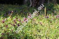 Prunella vulgaris L. (Brunella vulgaris (L.) Moench)