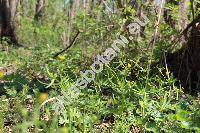Ranunculus auricomus L. (Ranunculus auricomus agg.)