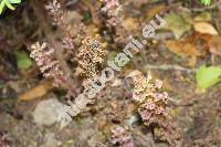 Orobanche alsatica Kirsch. (Orobanche libanotidis Rupr.)