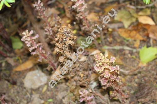 Orobanche alsatica Kirsch. (Orobanche libanotidis Rupr.)