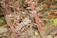 Orobanche alsatica Kirsch. (Orobanche libanotidis Rupr.)