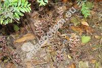 Orobanche alsatica Kirsch. (Orobanche libanotidis Rupr.)