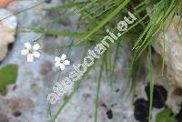 Petrorhagia saxifraga (L.) Link (Gypsophila saxifraga (L.) L., Dianthus saxifragus L., Tunica saxifraga (L.) Scop., Kohlrauschia saxifraga (L.) Dandy)