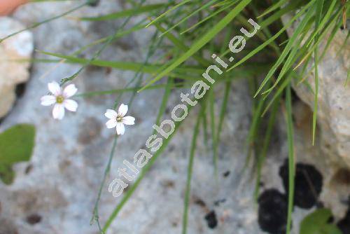 Petrorhagia saxifraga (L.) Link (Gypsophila saxifraga (L.) L., Dianthus saxifragus L., Tunica saxifraga (L.) Scop., Kohlrauschia saxifraga (L.) Dandy)