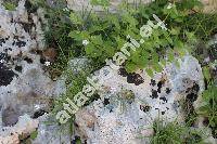 Petrorhagia saxifraga (L.) Link (Gypsophila saxifraga (L.) L., Dianthus saxifragus L., Tunica saxifraga (L.) Scop., Kohlrauschia saxifraga (L.) Dandy)