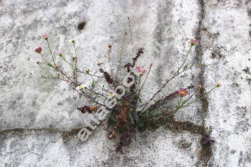 Erigeron karwinskianus DC. (Erigeron mucronatus DC., Aster, Felicia)