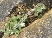 Asarina procumbens Mill. (Antirrhinum asarinum L., Asarina cordifolia Moench)