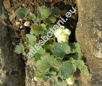 Asarina procumbens Mill. (Antirrhinum asarinum L., Asarina cordifolia Moench)