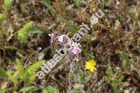 Silene gallica L. (Silene anglica L.)