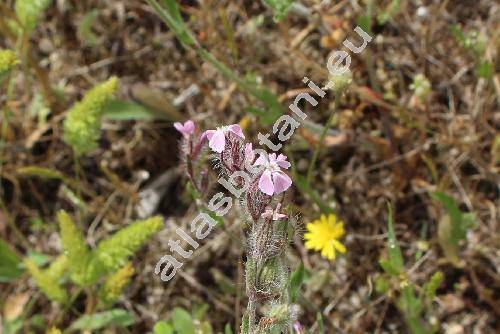 Silene gallica L. (Silene anglica L.)