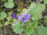 Phacelia campanularia Gray (Phacelia parryi Torr.)