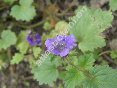 Phacelia campanularia Gray (Phacelia parryi Torr.)